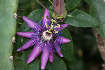 Beautiful passion flower in purple on an intense green background. Image.