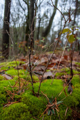 Moss Growing on Forest Floor