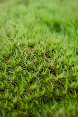 Close Up Moss