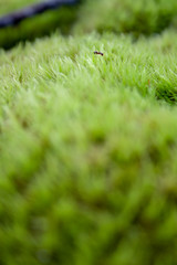 Close Up Moss