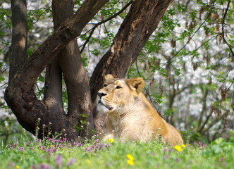 Lioness resting and enjoying spring