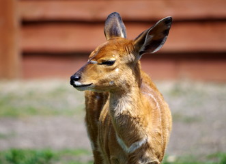 Young Nyala Antelope