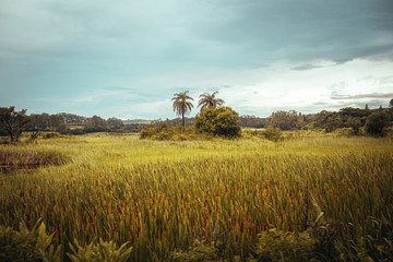 Fototapeta na wymiar Paisagem com duas palmeiras ao centro