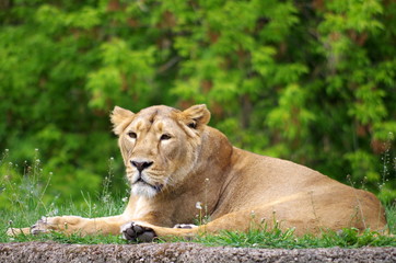 Obraz na płótnie Canvas Lioness resting and enjoying spring