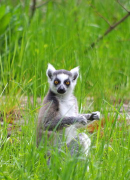 Lemur katta close up © Maciej_W