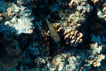 fish on a coral reef, underwater photography image, snorkeling in the ocean of egypt