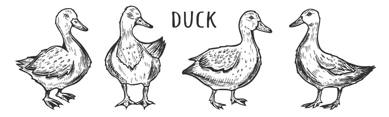 Funny cartoon ducks farm birds set