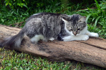 Obraz premium cat scratching a tree trunk in the garden
