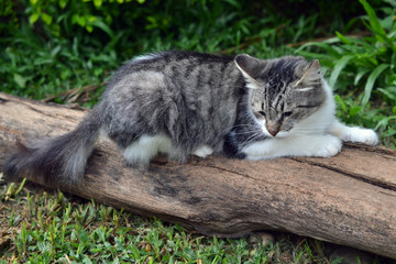 cat scratching a tree trunk in the garden