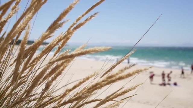Paisaje de espigas en la playa HD