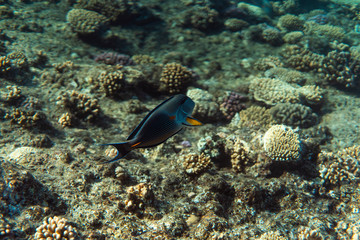Fototapeta na wymiar Acanthurus sohal underwater in the ocean of egypt, underwater in the ocean of egypt, Acanthurus sohal underwater photograph underwater photograph,
