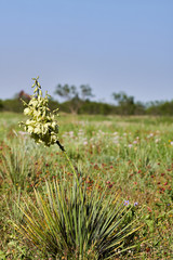 Poitrait of Yucca filamentosa plant in full bloom. White exotic flowers & long green leaves on blue...
