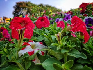 Flowers in garden it is colourful 