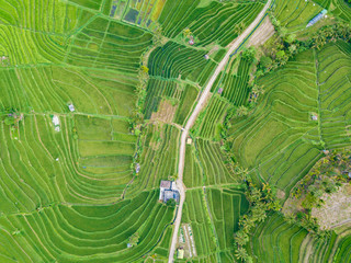 Aerial top view of rice terraces. Agricultural landscape of north Bali from drone. Jatiluwih Rice terraces UNESCO World Heritage. Bali, Indonesia. Travel - image.