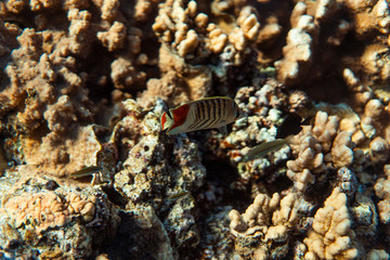 Chaetodon paucifasciatus underwater in the ocean of egypt, underwater in the ocean of egypt, Chaetodon paucifasciatus underwater photograph underwater photograph,