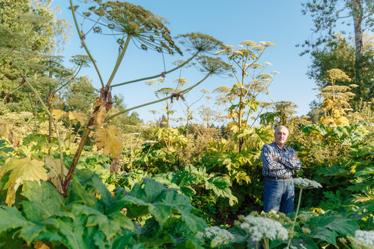 Man near Giant Hogweed Sosnowski plant. Heracleum manteggazzianum growing in the field. Poisonous plant causing an allergic reaction.