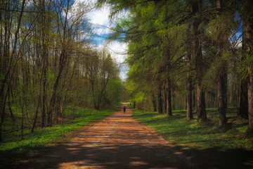 Fototapeta premium Spring landscape with a man walking along the road.