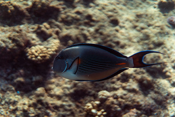 Fototapeta na wymiar Acanthurus sohal underwater in the ocean of egypt, underwater in the ocean of egypt, Acanthurus sohal underwater photograph underwater photograph,