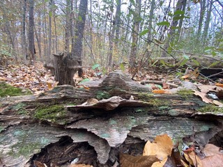 Weathered log in autumn forest
