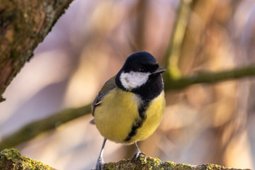 Obraz premium Vögel an der Winterfütterung