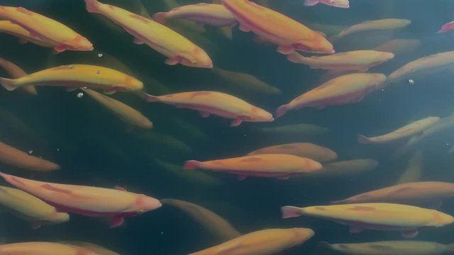 Flocks of rainbow trout swimming underwater while growing on fishy farm. Closeup view of orange fishes living in clean pool for breeding. Shot of natural crop for food industry. Concept: business