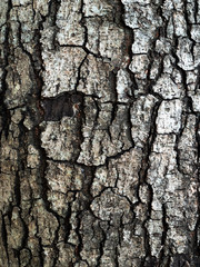 Old Wood Tree Texture Background Pattern. Skin the bark of a tree that traces cracking.