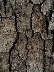 Old Wood Tree Texture Background Pattern. Skin the bark of a tree that traces cracking.