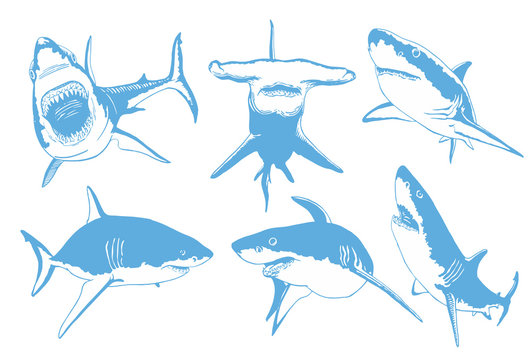 Graphical collection of blue sharks isolated on white  background,vector sea-food illustration