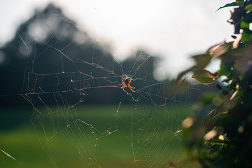 wide angle shot of a spider resting on it's web backlit by the afternoon sun 