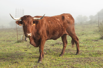 Cows on meadow day with foggy pasture of Andalucia