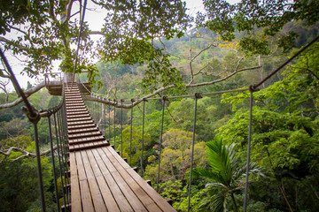 Plakat Thailand. Suspension bridge in the trees. Hanging trail from tree to tree. Overgrown with greenery suspension bridge. Rope bridge in Thailand. The Nature Of Thailand. Lush vegetation. Flora.