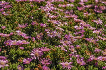 Obraz premium Midday flowers in Australia.
