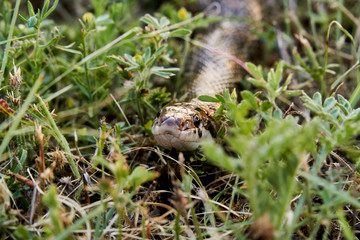 Macro close up Great Plains Rat Snake (Pantherophis emoryi)