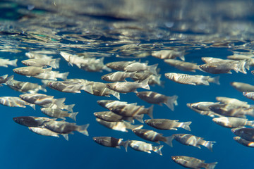 Mugil cephalus fish under the surface of the egypt ocean