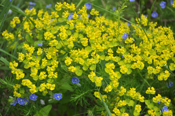 In spring, Euphorbia cyparissias blooms among herbs