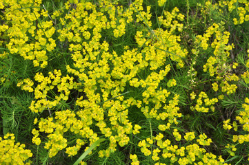 In spring, Euphorbia cyparissias blooms among herbs