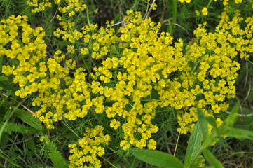 Fototapeta premium In spring, Euphorbia cyparissias blooms among herbs
