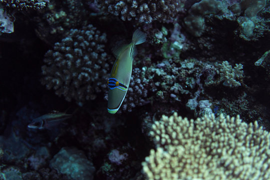 Rhinecanthus assasi under water, Rhinecanthus assasi in the beautiful ocean of egypt, under water photography