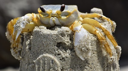 Yellow crab at beach in Tybee Island Georgia USA