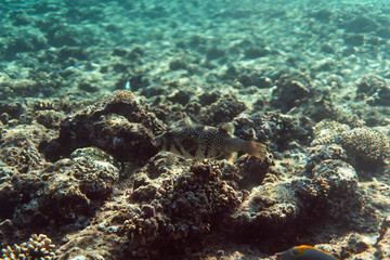Fototapeta na wymiar arothron stellatus underwater in the ocean of egypt, underwater in the ocean of egypt, arothron stellatus underwater photograph underwater photograph,