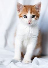 Portrait of a young tabby cat.