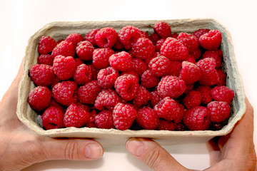Raspberry in packaging, woman's hand holding box with berries, red fruit in pack, closeup.