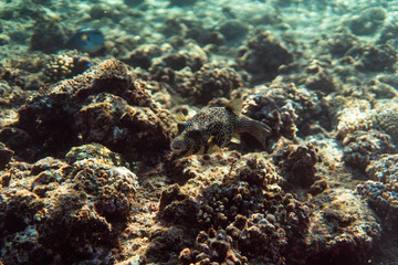 arothron stellatus underwater in the ocean of egypt, underwater in the ocean of egypt, arothron stellatus underwater photograph underwater photograph,