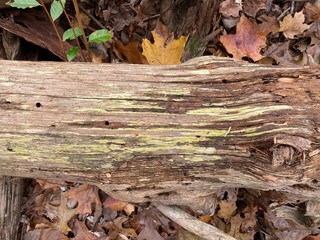 Old weathered log in autumn leaves on the ground
