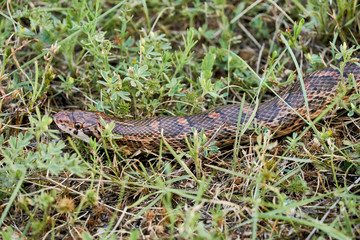 Macro close up Great Plains Rat Snake (Pantherophis emoryi)