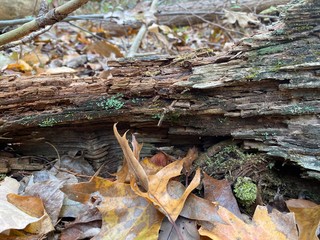 Weathered log with moss in autumn leaves on ground