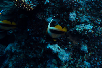 Heniochus intermedius underwater in the ocean of egypt, underwater in the ocean of egypt, Heniochus intermedius underwater photograph underwater photograph,