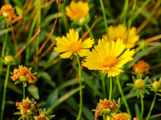  yellow flowers in the park
