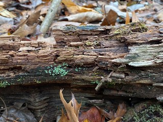 stump in the forest with autumn leaves