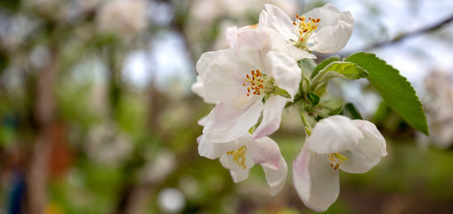 blooming apple tree in spring close-up on blurred background. Panoramic banner.